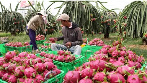 Đặc sản Thanh long Bình Thuận vị ngọt, mùi vị độc đáo