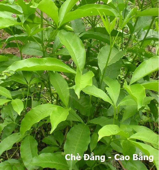 Đặc sản Chè đắng vô cùng quý hiếm ở Cao Bằng