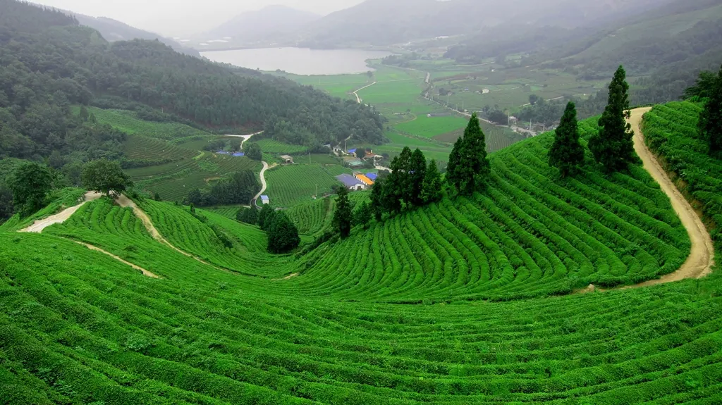 Thưởng thức đặc sản Chè Tân Cương Thái Nguyên