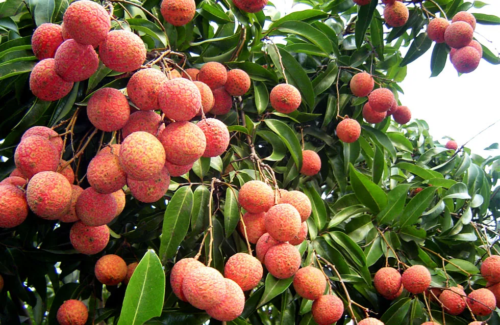 Đặc sản Vải thiều Thanh Hà ngon, rẻ