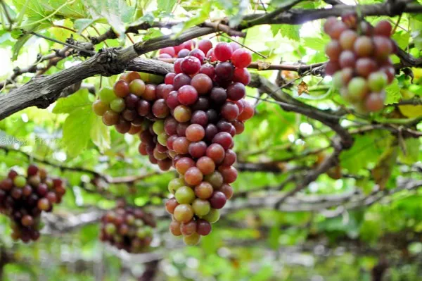 Đặc sản Nho Ninh Thuận ngọt, giá rẻ