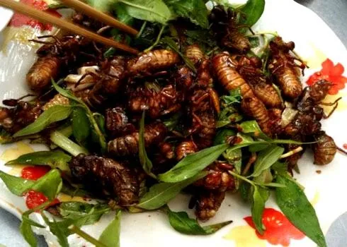 Đặc sản Ve sầu sữa chiên giòn, hấp dẫn