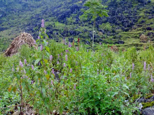 Mật ong bạc hà – Thứ đặc sản ít người biết của vùng núi Hà Giang