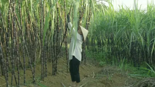 Cây mía tím đặc sản Hòa Bình ngọt thơm nổi tiếng
