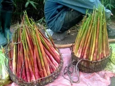 Thưởng thức đặc sản măng vầu Bắc Kan