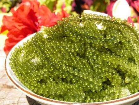 Món ngon từ rong nho biển Phan Rang