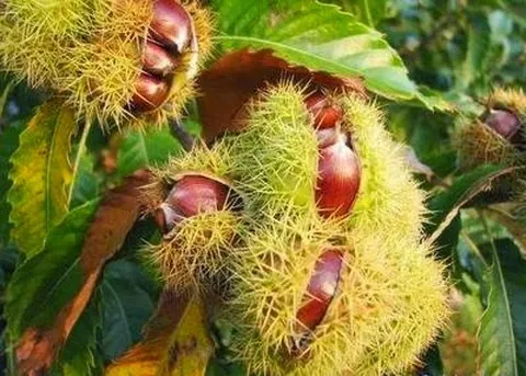 Hạt dẻ Trùng Khánh loại đặc sản quý của Cao Bằng