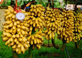 Chuối ngự Đại Hoàng món đặc sản nổi tiếng Hà Nam