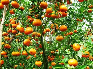 Quýt Lý Nhân món sản vật quý của Hà Nam