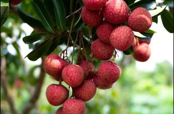 Vải Thiều món Đặc sản được biết đến nhiều nhất ở Hải Dương