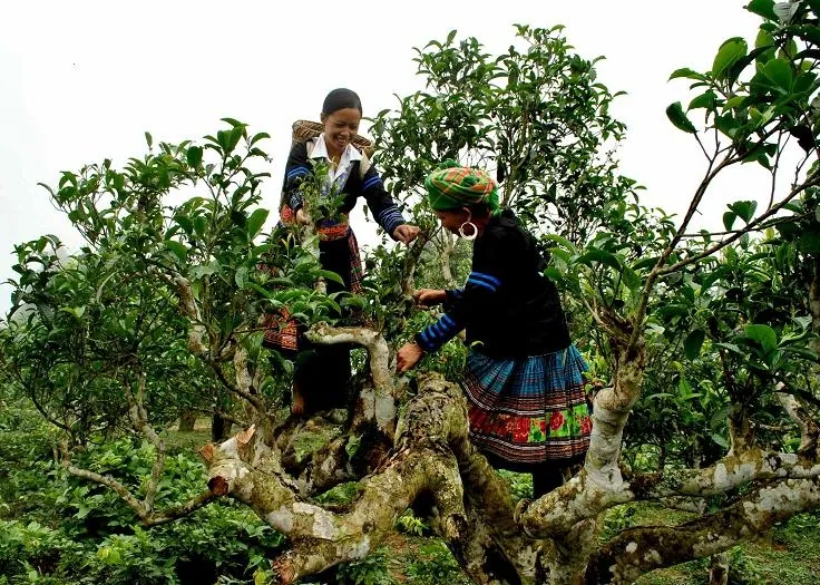 Thưởng thức chè tuyết tủa chùa đặc sản vùng tây Bắc