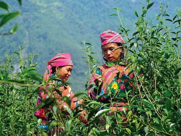 Hương vị chè san tuyết đặc sản của Hà Giang