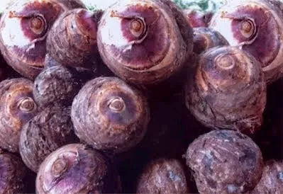 Món đặc sản khoai tím (khoai môn) Lục Yên – Yên Bái