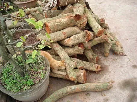 Đặc sản món Cá kho nổi tiếng của Hà Nam