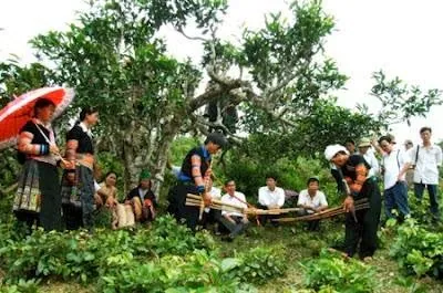 Đặc sản trà Shan Tuyết Cổ Thụ Suối Giàng ở Yến Bái