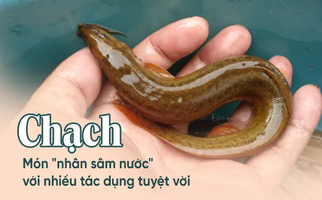 Chạch – món “nhân sâm nước” rất bổ thận tráng dương, dinh dưỡng toàn diện