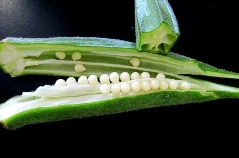 Đậu bắp là vũ khí bí mật chống lại bệnh tiểu đường
