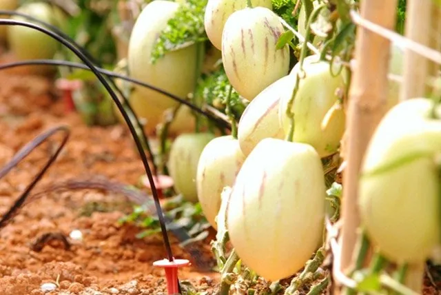 Điểm mặt 6 loại rau quả rất độc, lạ xứ Đà Lạt