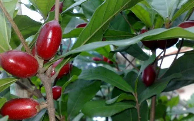 Điểm mặt 6 loại rau quả rất độc, lạ xứ Đà Lạt