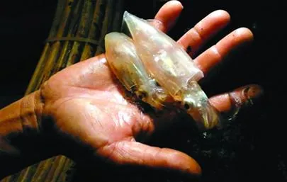 7 món hải sản không thể nào bỏ lỡ khi đến Cửa Lò