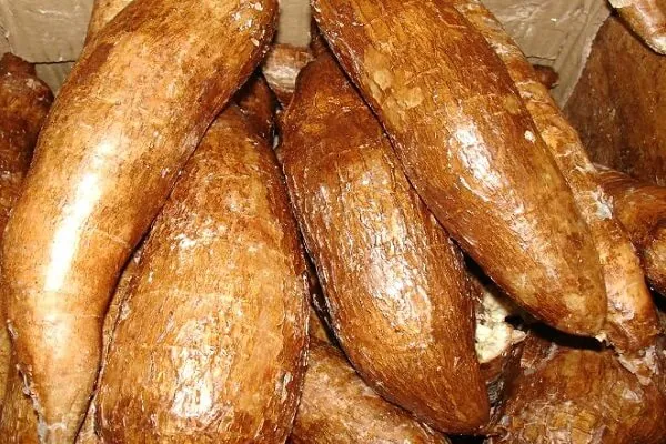 Cách làm món bánh tằm khoai mì đơn giản tại nhà