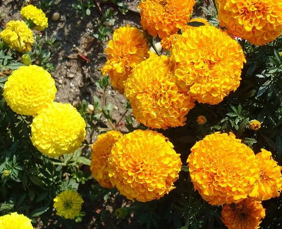 Khám phá những loài hoa được dùng để nấu ăn
