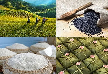 Gạo nếp nương Điện Biên – Nguyên liệu chính để làm ra bánh chưng nếp nương nổi tiếng