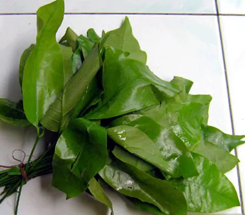 Đọt mây nướng, lá nhíp xào món đặc sản quen mà lạ ở vùng đất Bình Phước