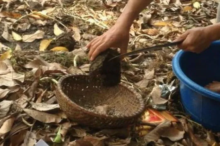 Đặc sản “Xôi trứng kiến” nếm thử một lần nhớ mãi không quên