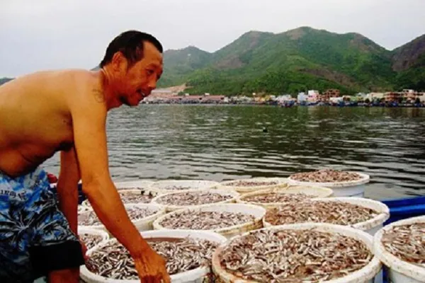 Nước mắm Phú Quốc-nguyên liệu không thể thiếu trong moi gia đình