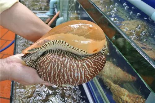 Gỏi ốc giác – Món ăn mê hoặc lòng người tại Phan Thiết