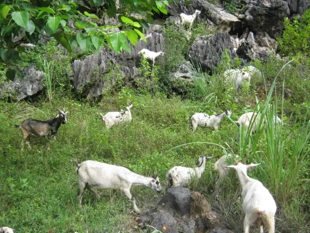 Tái Dê Hoa Lư – Món đặc Sản Hút Khách Ở Ninh Bình