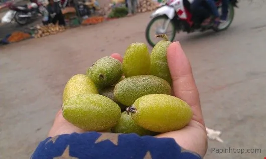 Bắp cải cuộn nhót xanh chấm chéo, một món ăn độc đáo từ Điện Biên