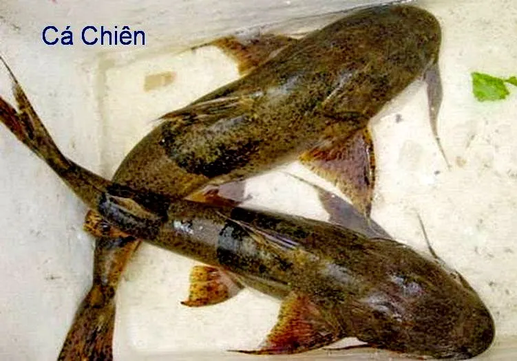 Cá chiên sông Gâm, món ăn đặc biệt đến từ vùng núi Cao Bằng