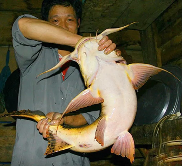 Cá chiên sông Gâm, món ăn đặc biệt đến từ vùng núi Cao Bằng