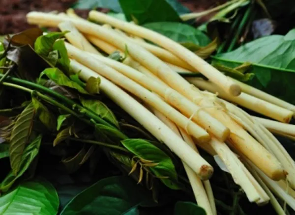 Món ăn đãi khách quý của người Tây Nguyên “Canh thụt và đòn mây”