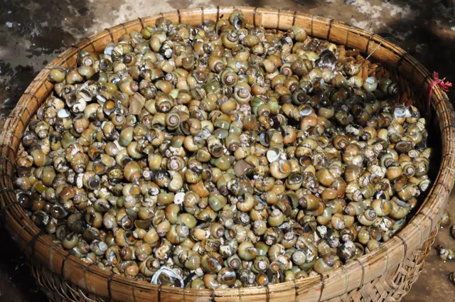 Ốc gạo Tân Phong nổi tiếng xứ Tiền giang