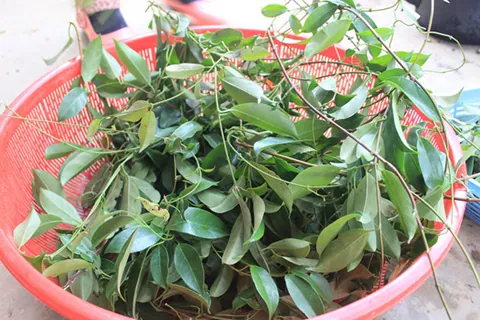 Mê mẩn trước thịt trâu nấu lá lồm của người Mường