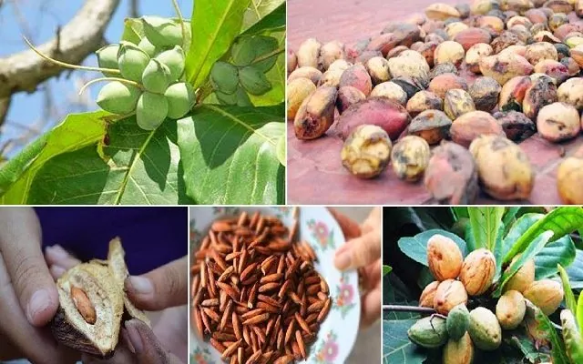 Mứt hạt bàng ở Côn Đảo có gì đặc biệt?