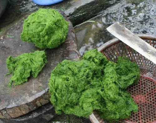 Rêu đá Phú Thọ món ăn đặc sản độc đáo của người Mường