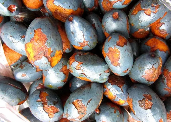 Đặc sản Trám om kho cá Phú Thọ để lại nhiều dư vị trong lòng thực khách
