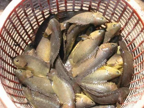 Dân dã và bình dị nhưng mang đậm hương vị đặc sắc với bún cá rô đồng Hải Dương