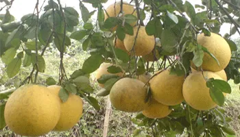 Bưởi Diễn Hà Nội – Món đặc sản không thể lẫn với bất cứ loại bưởi nào khác