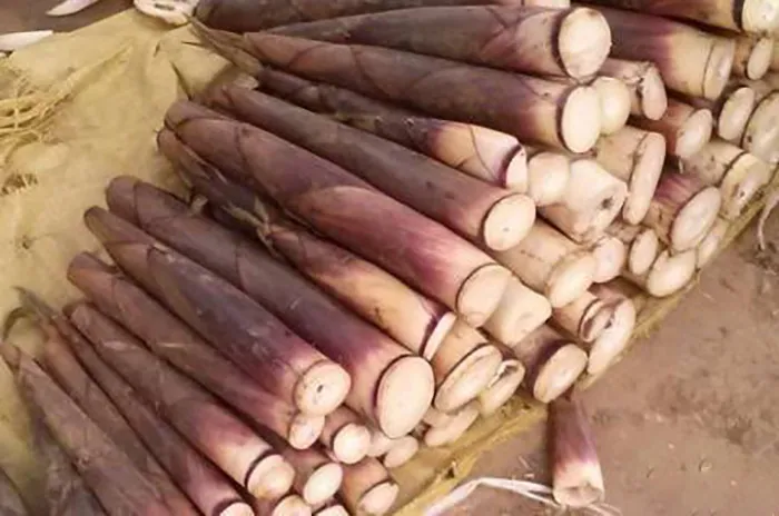Măng đắng – Đặc sản đặc trưng của núi rừng Hòa Bình