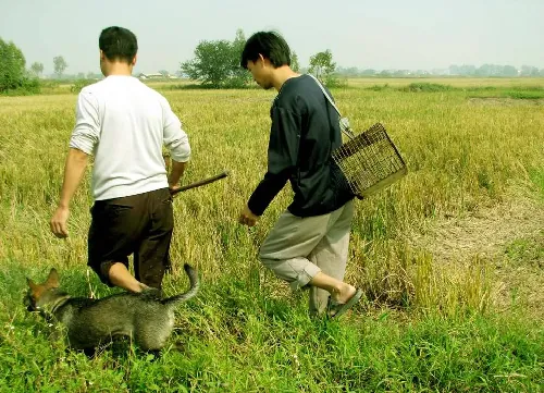 Lạ miệng thịt chuột đồng Đình Bảng ăn một lần nhớ mãi không thôi