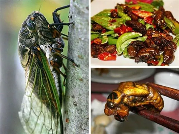 Du lịch Bắc Giang thưởng thức ve rang đặc sản