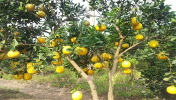 Bưởi Diễn Hà Nội – Món đặc sản không thể lẫn với bất cứ loại bưởi nào khác