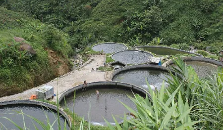 Du lịch vùng đất Sapa đừng quên thưởng thức món đặc sản Cá Hồi