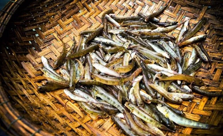 Lai Châu và món đặc sản nức tiếng Cá Bống vùi tro