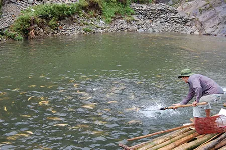 Du lịch vùng đất Sapa đừng quên thưởng thức món đặc sản Cá Hồi